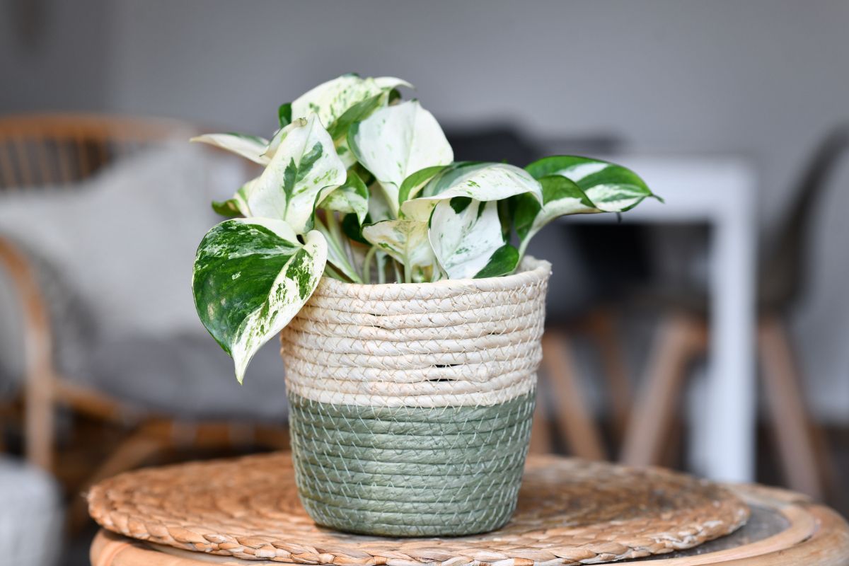 A manjula pothos with variegated green and white leaves sits on a woven mat atop a wooden table.