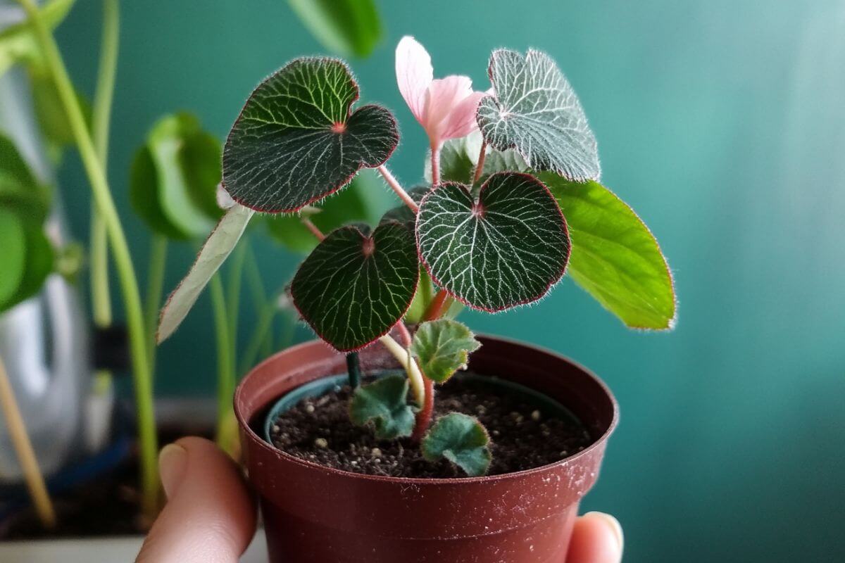 A small potted strawberry begonia with dark green, heart-shaped leaves featuring distinct white veins and reddish edges. 