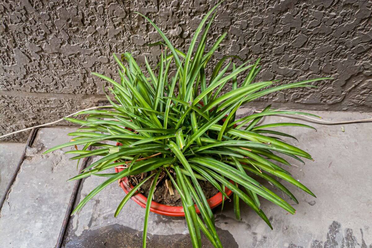 A green, leafy spider plant growing in a round, red pot sits on a concrete surface.