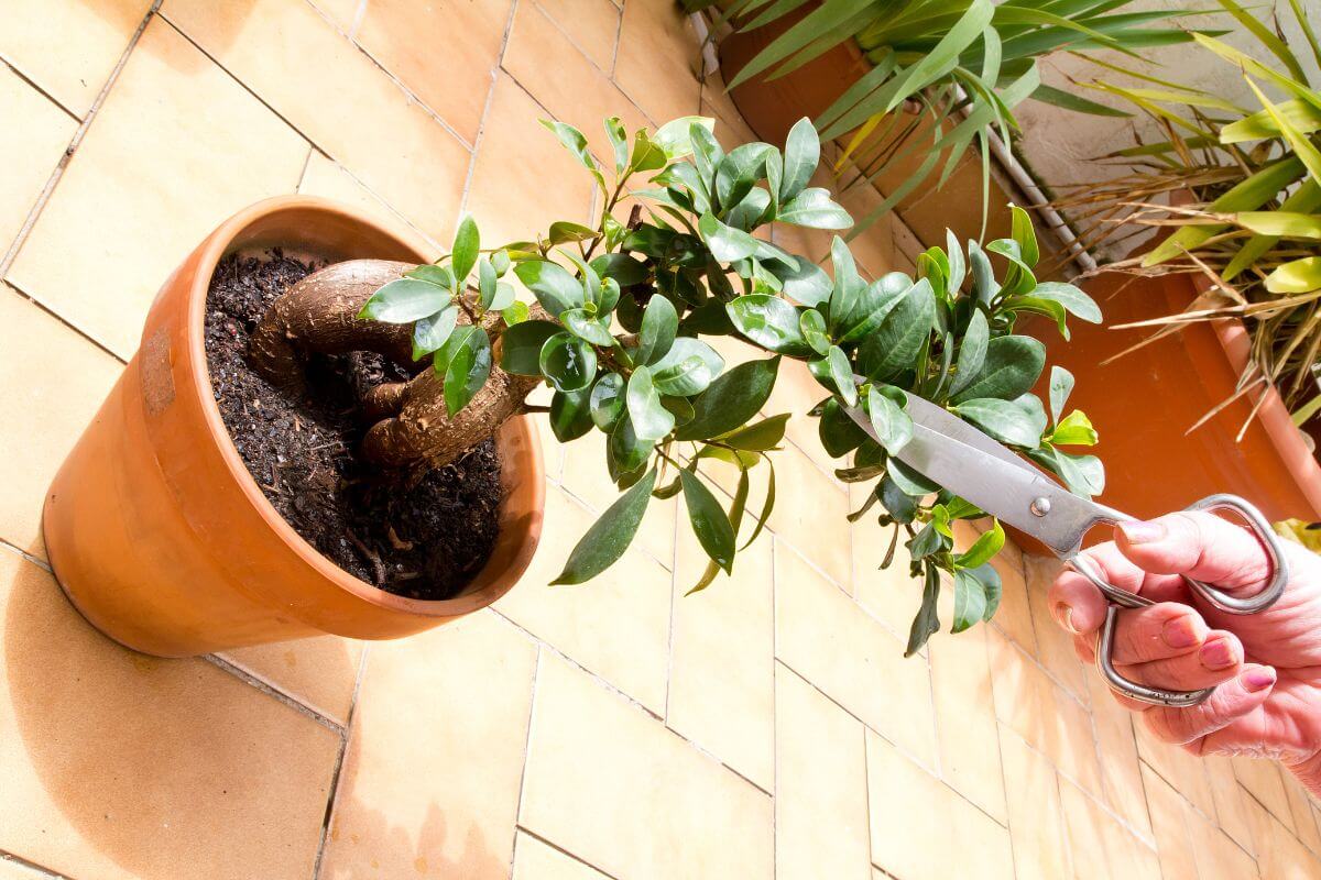 A person pruning a small, potted bonsai tree with a pair of scissors.