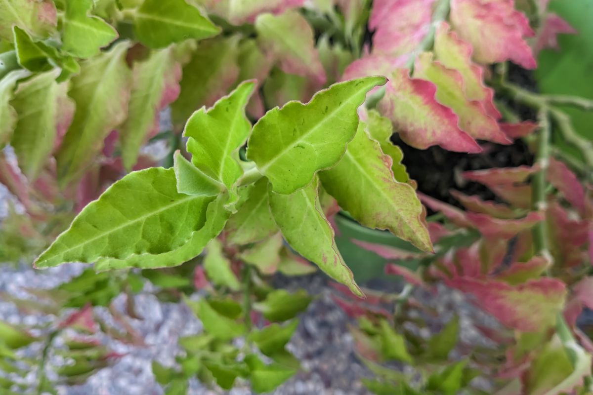 Close-up of a devil's backbone plant with vibrant green and pink-tipped leaves.