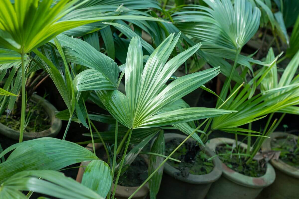 Multiple potted fan palm plants with long, green, fan-like leaves are closely arranged.