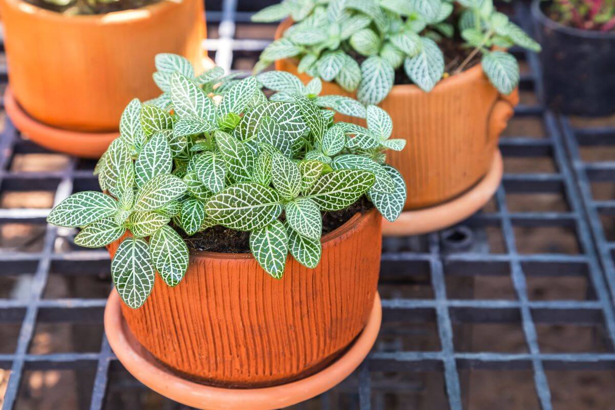 A close-up of small potted nerve plants with green and white veined leaves.