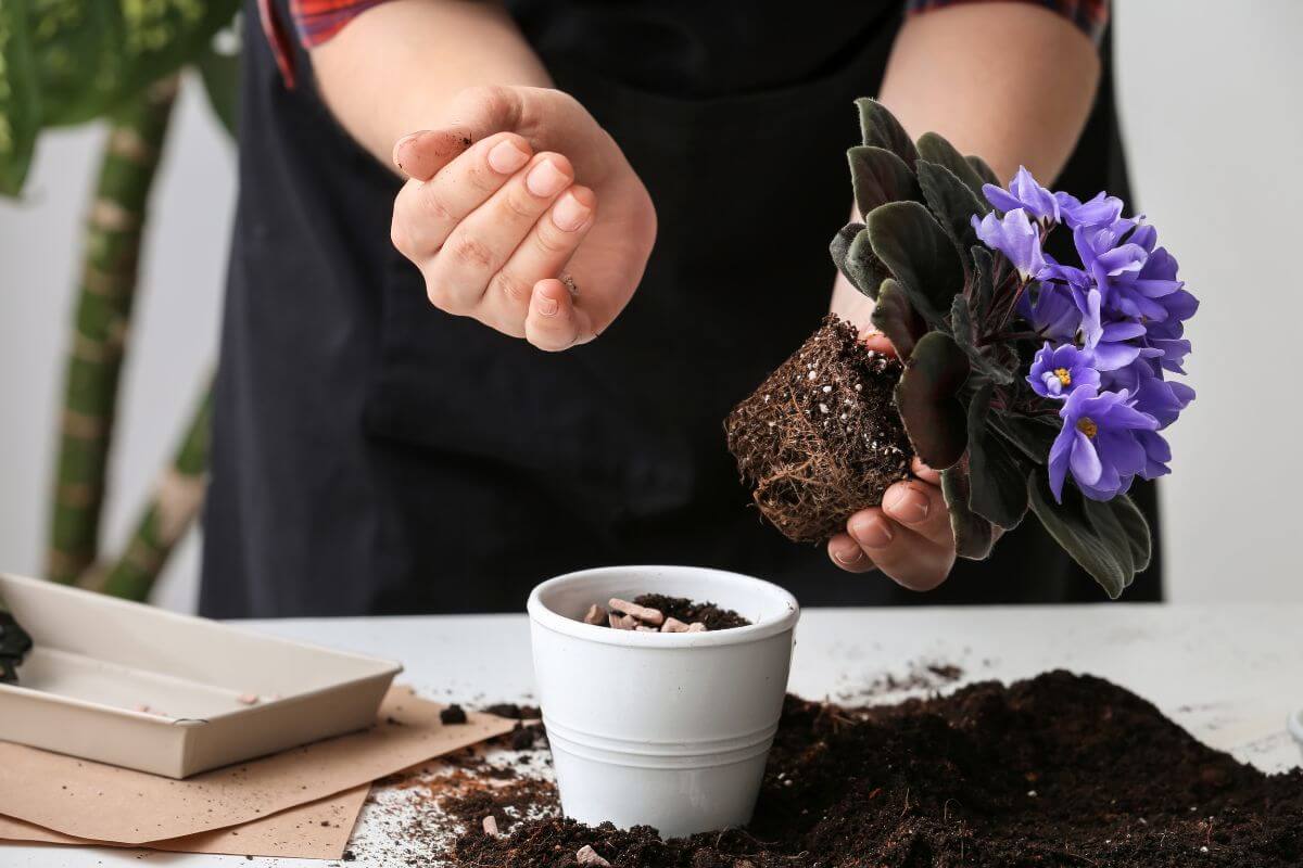 A person is potting an African violet plant. They hold the vibrant African violet above a white pot, preparing to place it into the soil. 