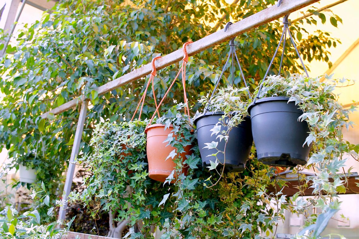 Three potted ivy plants hanging from a metal rod in a garden, with lush green foliage trailing down from each pot.