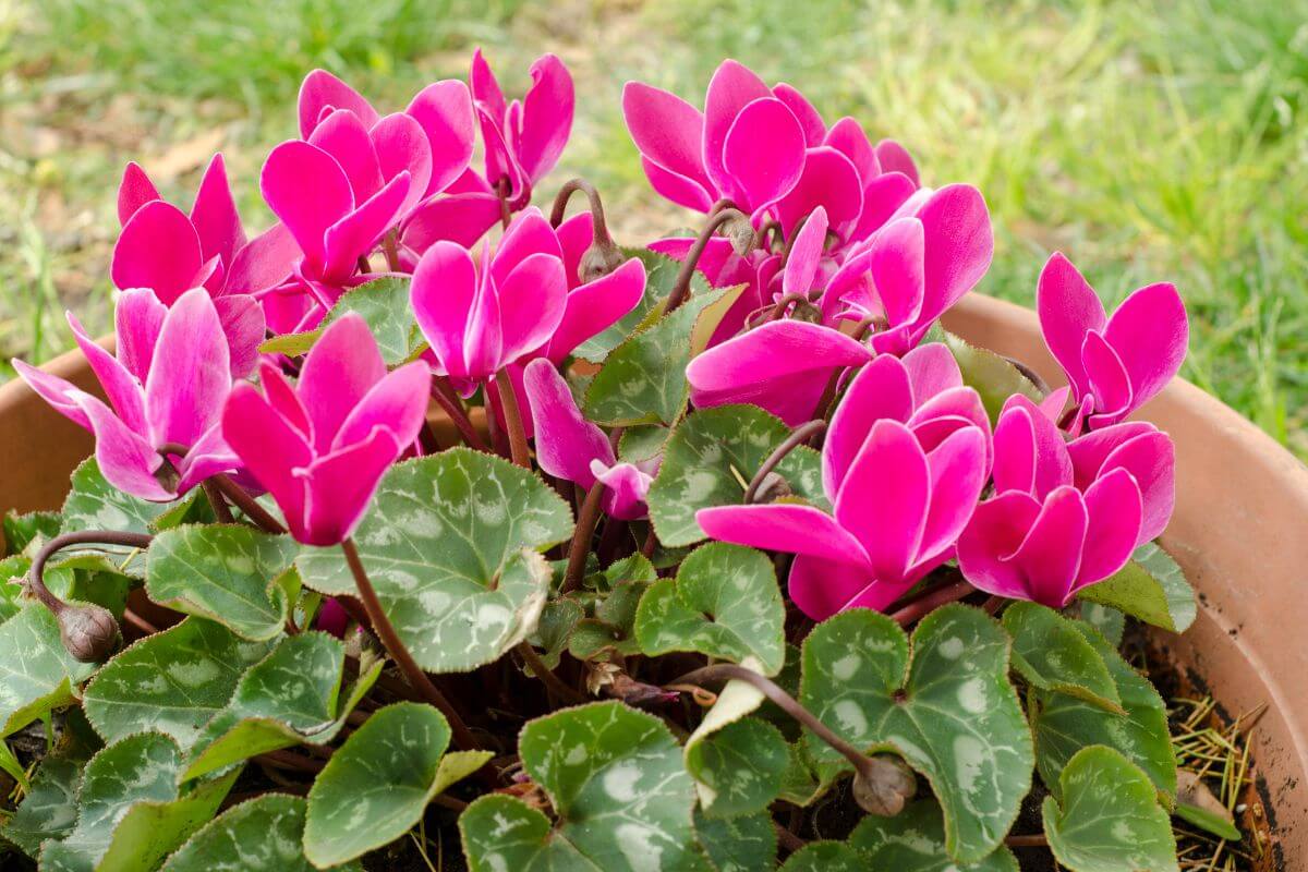 A close-up of vibrant pink cyclamen flowers with heart-shaped leaves in a terracotta pot.