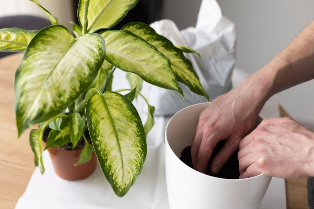 A person repotting a dieffenbachia with large green and yellow leaves.