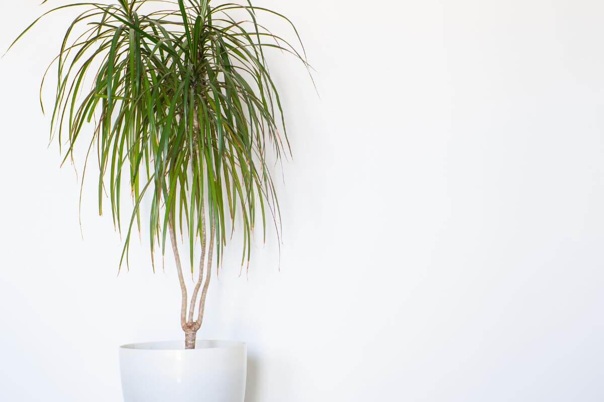 A tall, thin potted dragon tree with long, narrow green leaves stands against a plain white wall.