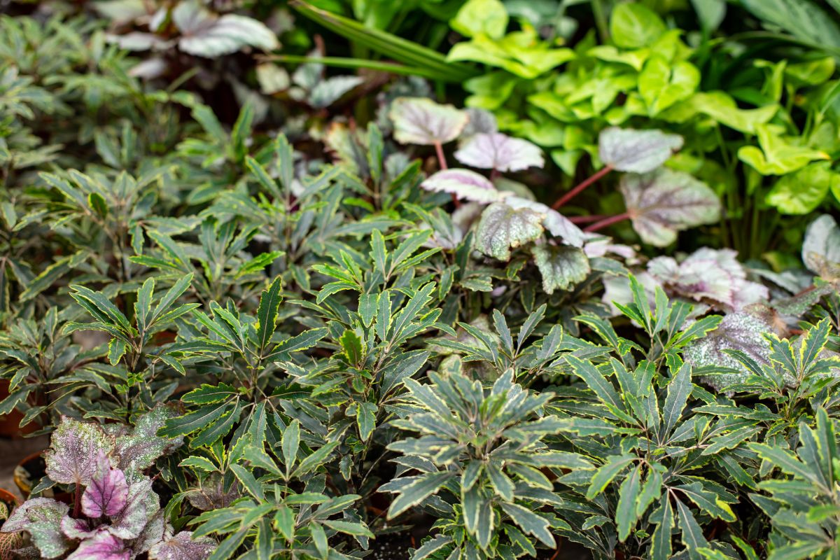 False aralia surrounded by a variety of plants with different leaf shapes and colors.