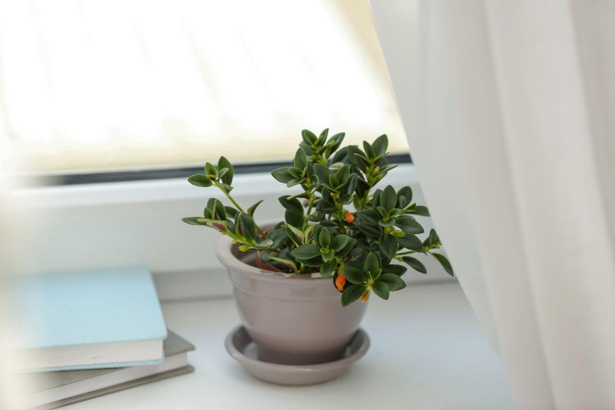 A potted goldfish plant with small dark green leaves and orange flowers is placed on a windowsill next to some closed books.