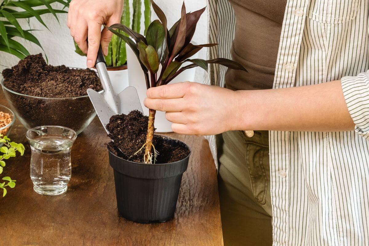 Person transplanting a small hawaiian ti plant with burgundy leaves into a larger black pot, using a trowel to add soil.