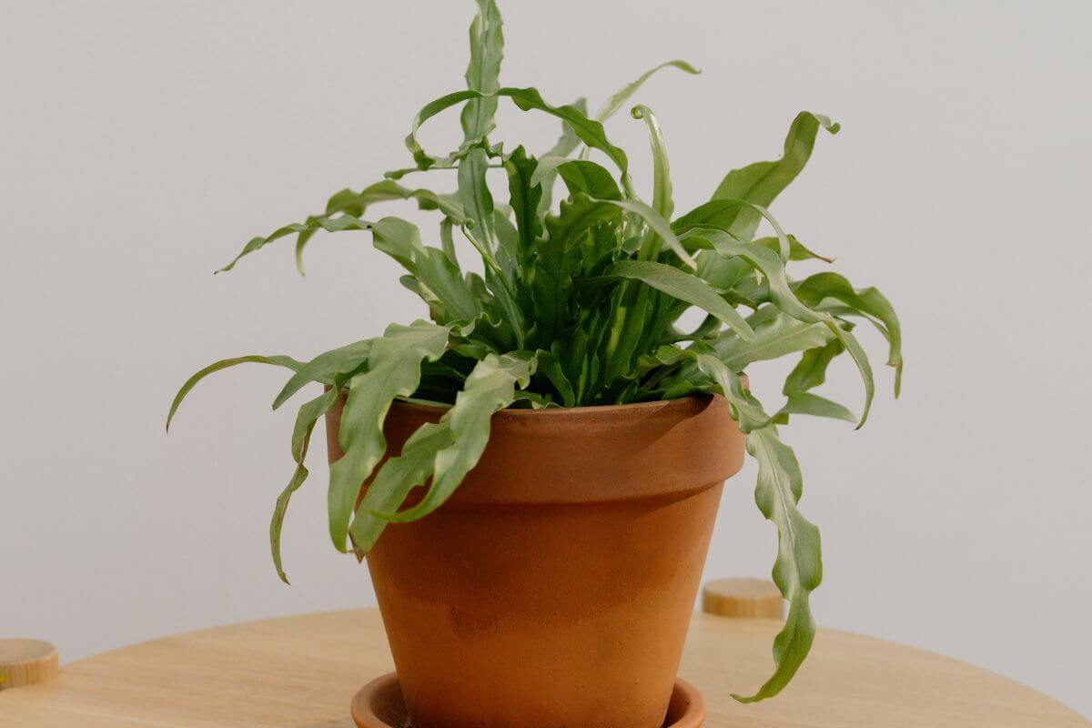 A potted kangaroo paw fern with long, wavy green leaves sits in a clay pot on a wooden surface.