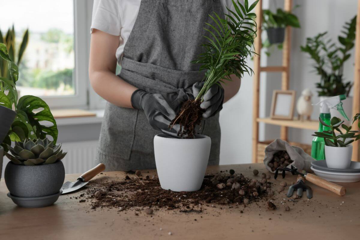 A person wearing a grey apron and black gloves is repotting a small green majesty palm plant at a table indoors.