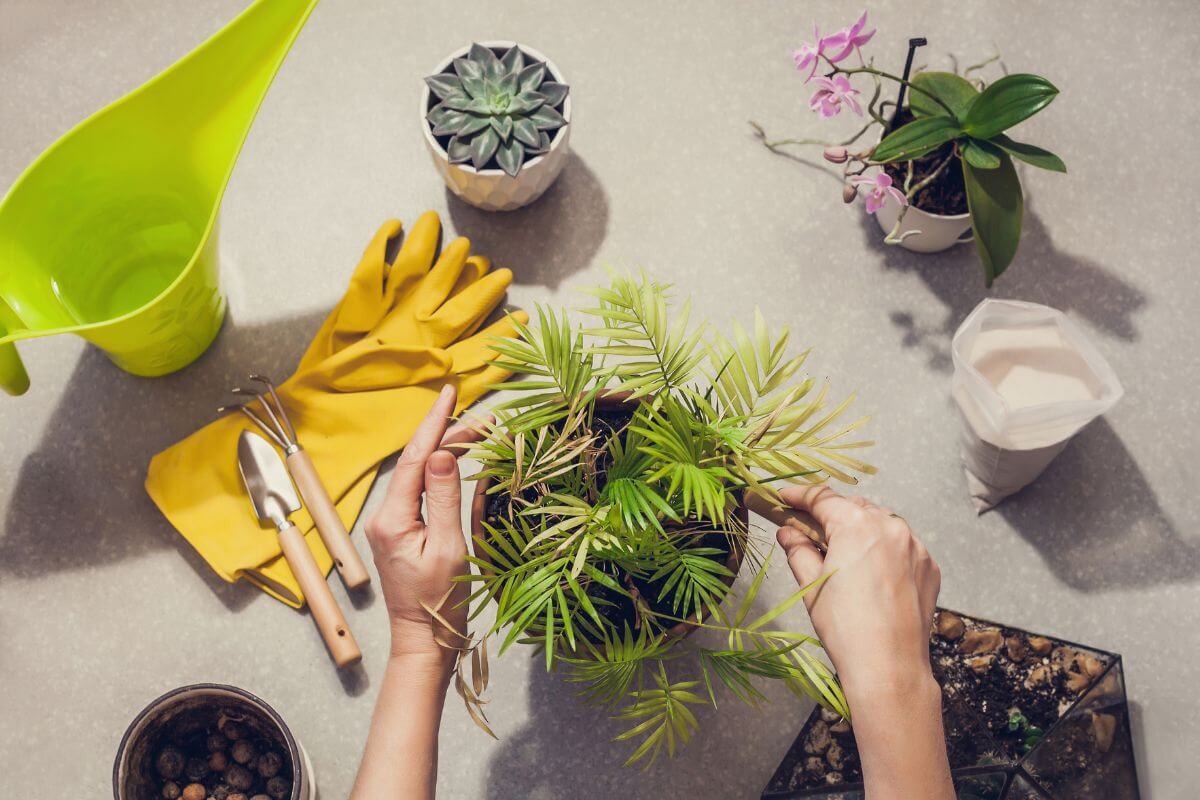 A person's hands tend to a potted parlor palm on a table surrounded by gardening tools and other potted plants.