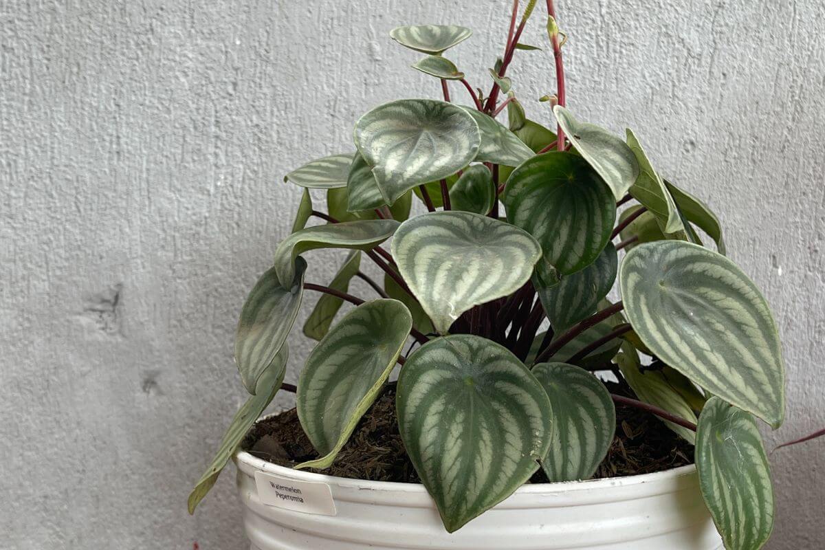 A white pot holds a beautiful Peperomia plant with signature heart-shaped green leaves featuring silver stripes.