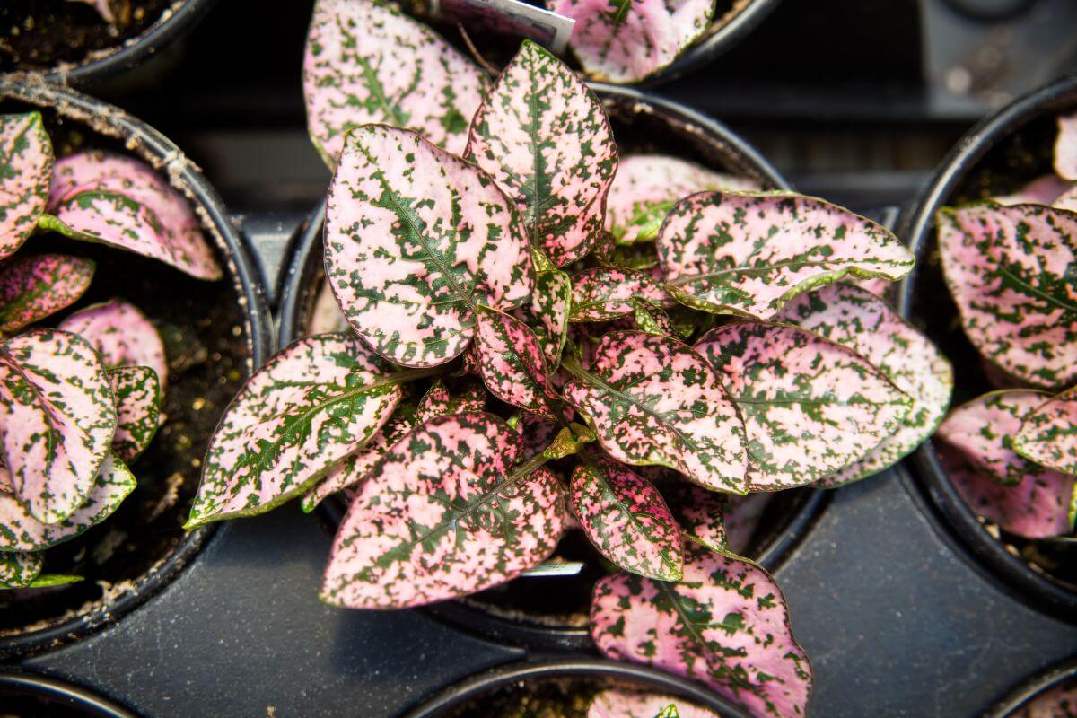 A close-up image of a polka dot plant with vibrant, pink leaves speckled with green spots.