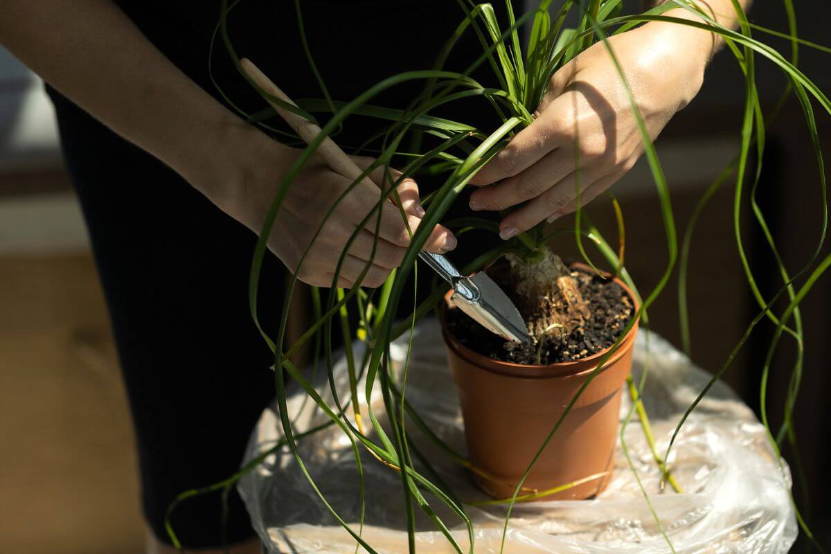 Hands are seen repotting a ponytail palm with long, thin leaves.