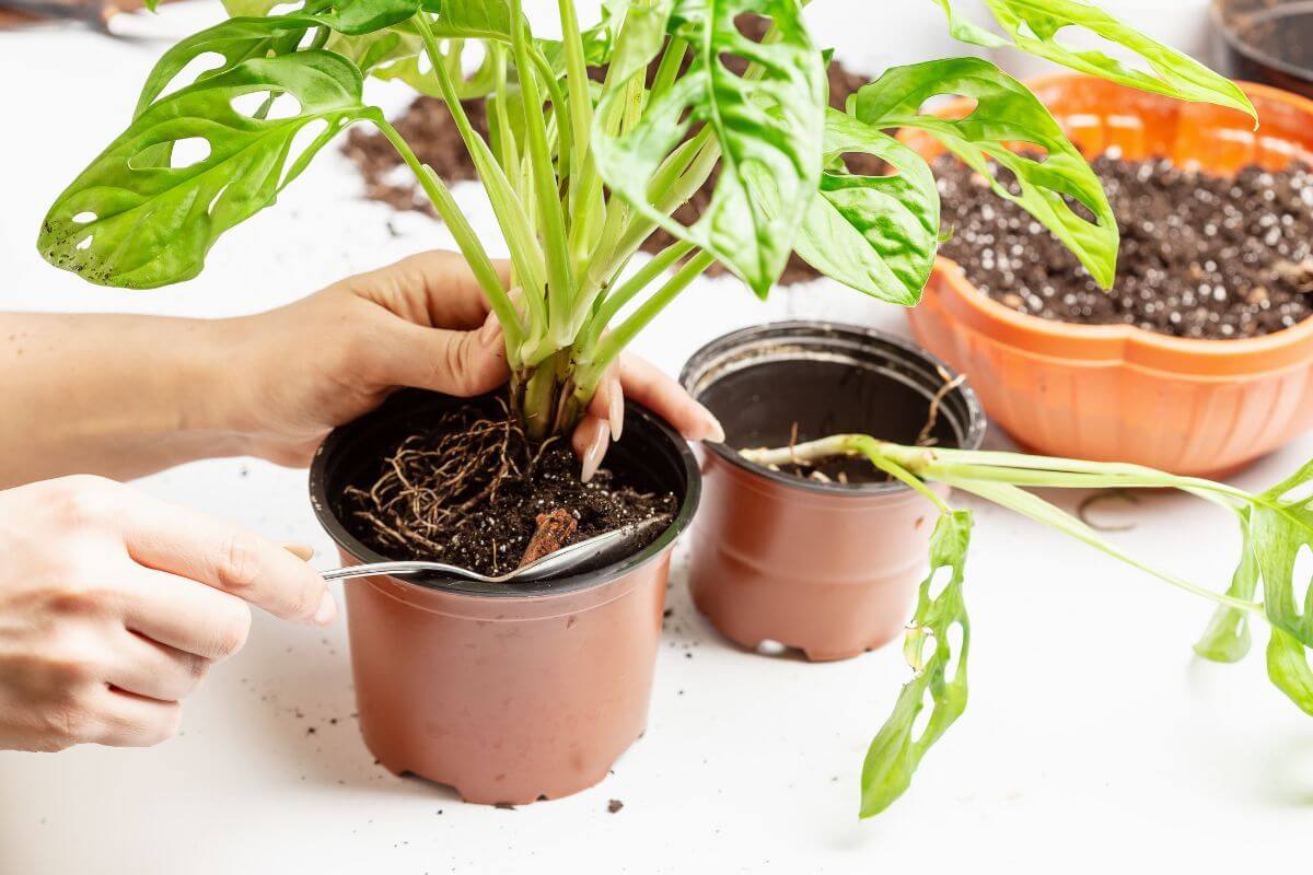 A person is repotting a Swiss cheese plant with green, hole-patterned leaves using a spoon to transfer soil around its roots.