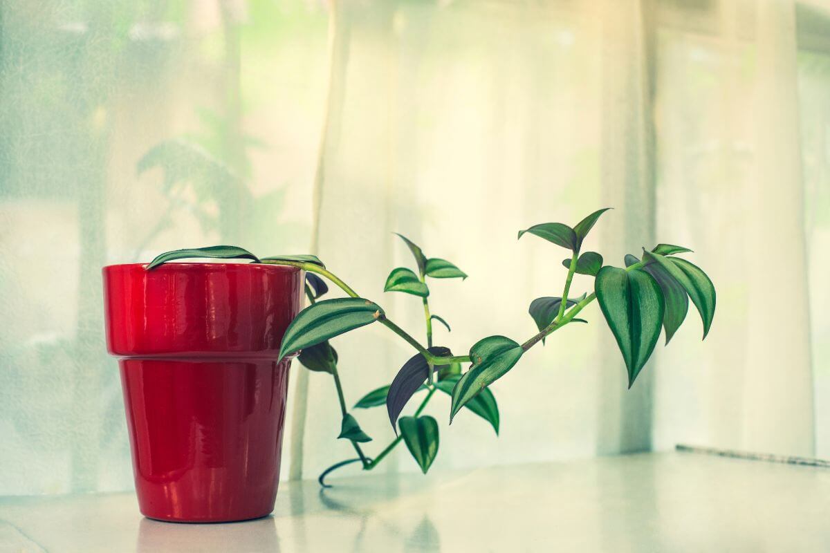 A wandering jew plant with long, green and purple trailing leaves sits in a vibrant red pot.