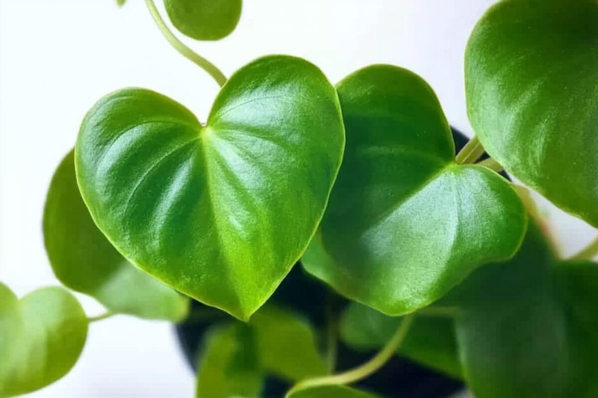 Close-up of vibrant green, heart-shaped Philodendron grazielae leaves, highlighting their smooth texture and healthy appearance.