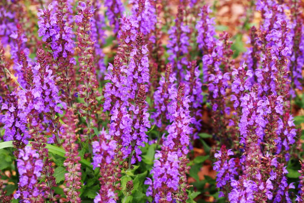 A cluster of vibrant purple salvia flowers in full bloom, standing tall with dense, upright stems. 