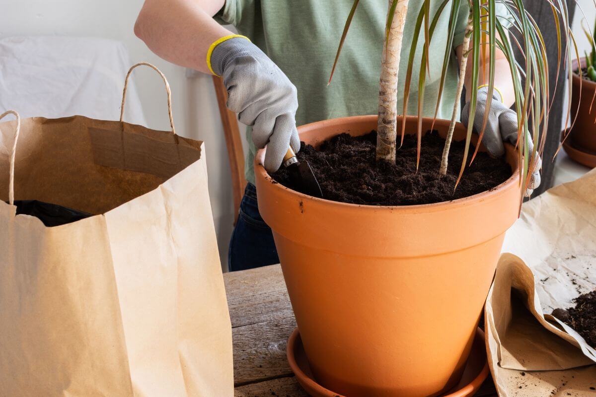 A person wearing gloves is planting a small indoor palm in an orange terracotta pot filled with soil.