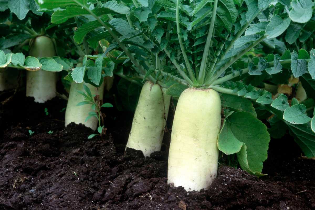 Daikon radishes, thrive in rich, dark soil. The white roots are partially exposed, surrounded by green leafy tops. 