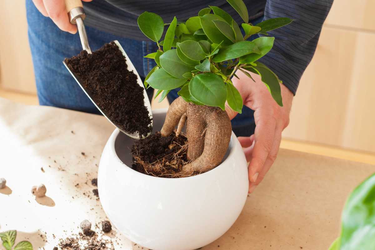 A person is adding soil to a potted bonsai plant with a small garden trowel, perhaps trying to prevent the bonsai tree leaves from falling off. 