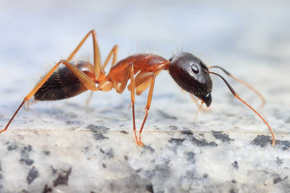 Red and black carpenter ant crawling on a textured surface in the garden.