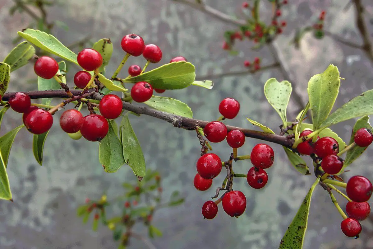 Red berry mistletoes, one of the poisonous red berries, growing on slender branches with green, slightly elongated leaves.