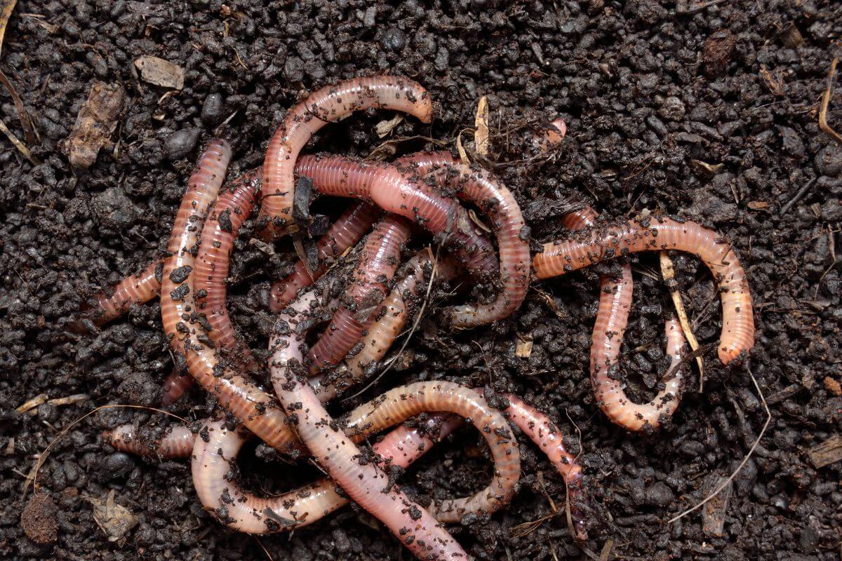 A cluster of redworms shown in close-up, wriggling on dark, moist soil. 