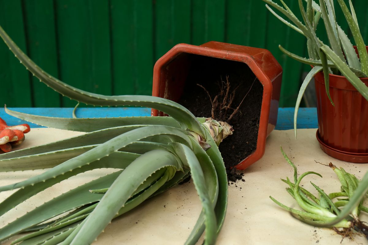 An aloe vera plant has tipped over from its red pot, spilling soil onto a beige surface. Another aloe vera plant stands upright in a similar red pot to the right. 