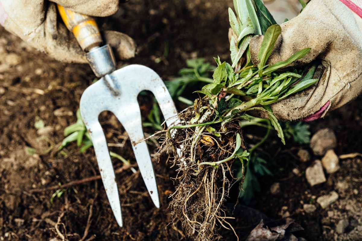 A pair of gloved hands are seen gardening, using a hand weeder tool to remove a clump of weeds from the soil. The weeds' roots and surrounding dirt are visible, indicating active organic vegetable gardening. The ground is earthy and scattered with small rocks.