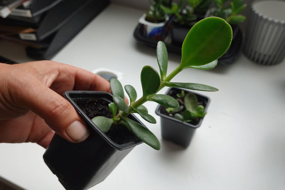 A hand holding a small potted jade plant with thick, oval-shaped leaves.