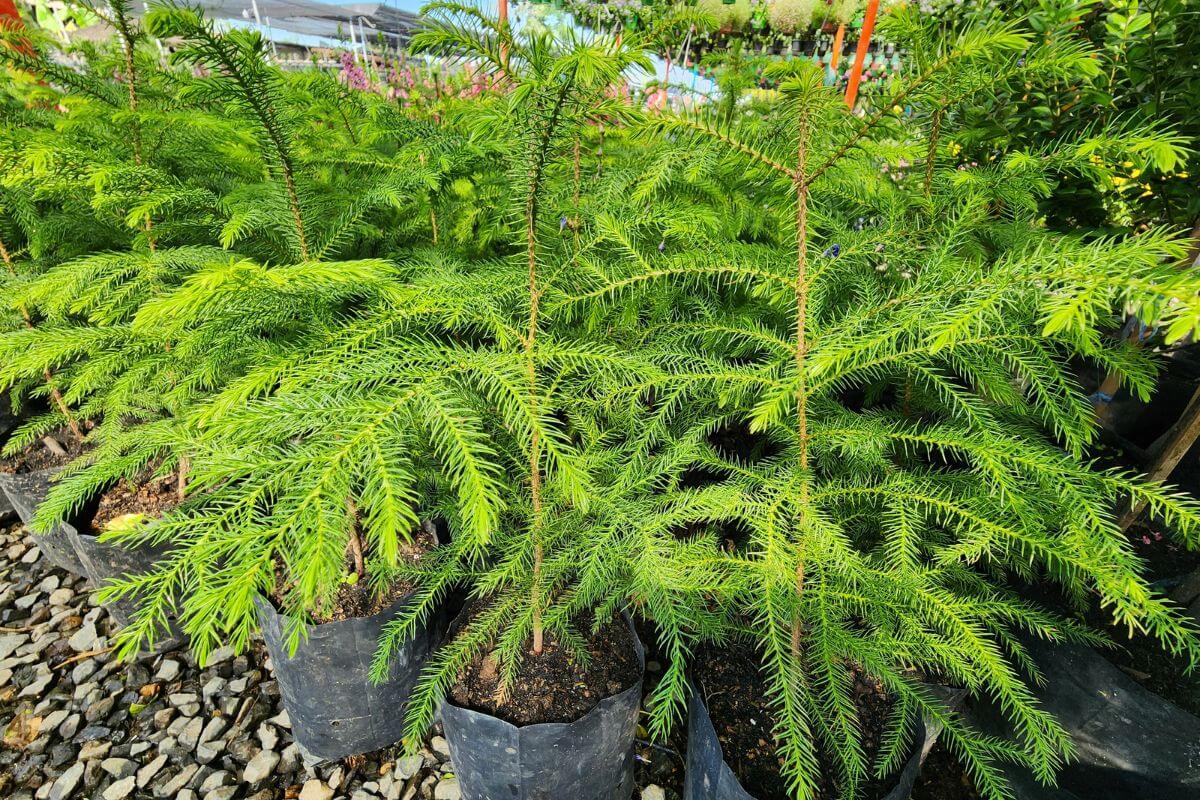 Several young Norfolk Island Pine trees are planted in individual black plastic pots.