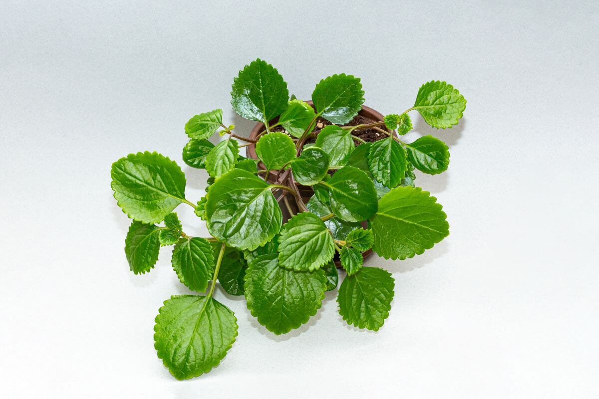 A potted Swedish ivy with vibrant, green, shiny leaves spreads out against a white background.