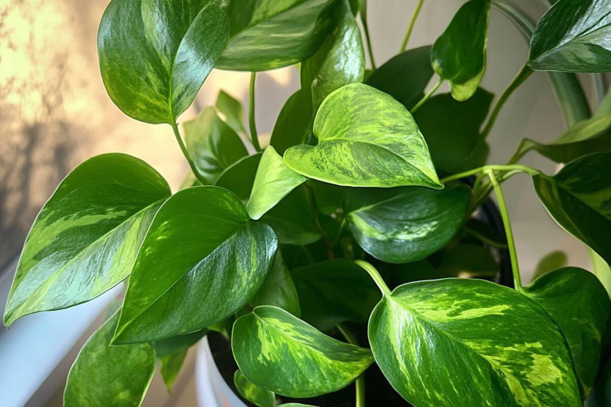 Close-up of a jessenia pothos plant with vibrant green leaves and yellow variegation pattern.