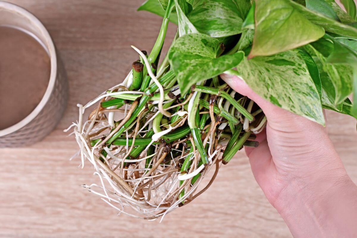 Hand holding a marble queen pothos with exposed roots and green stems, ready for repotting.