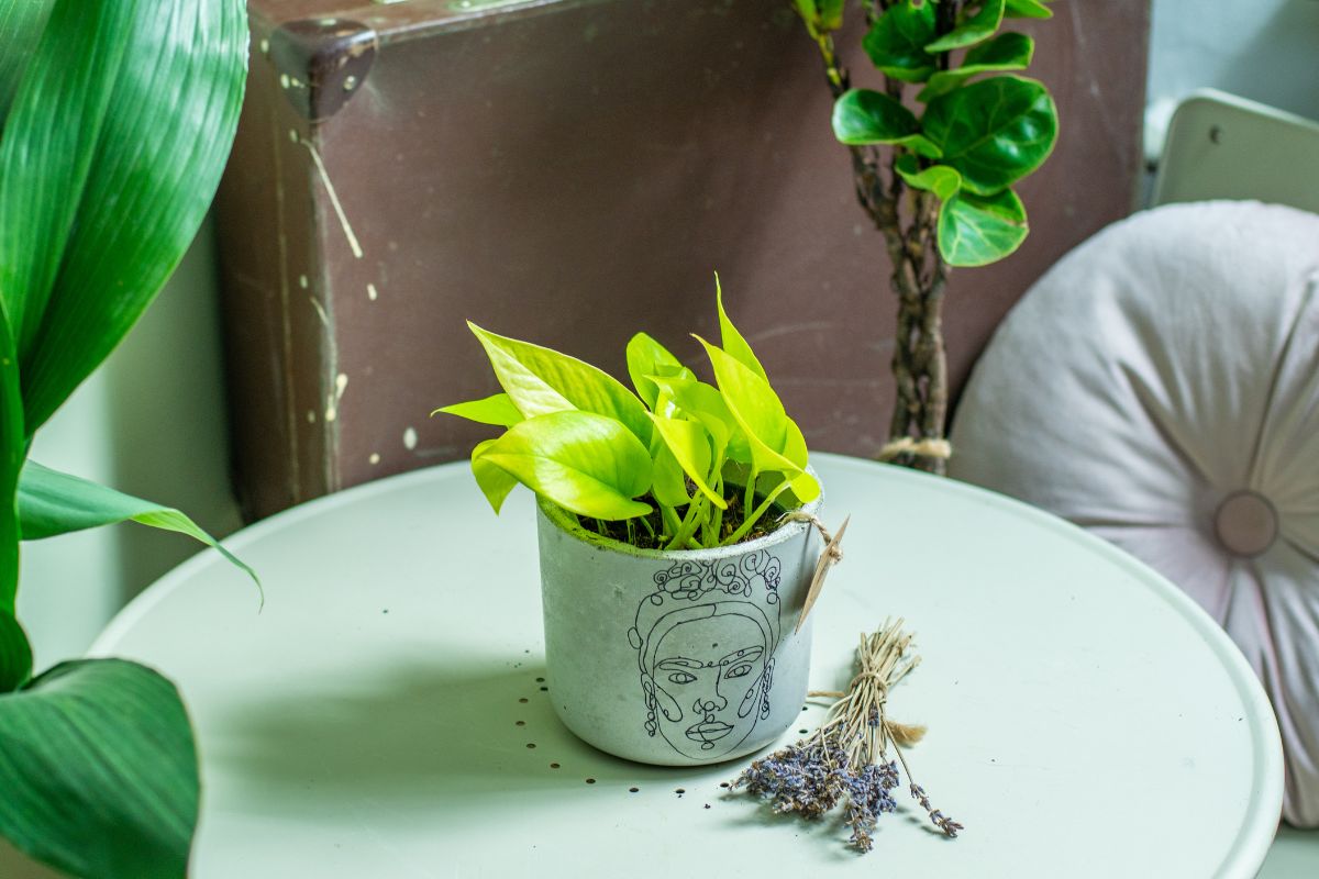 A small pot with a line drawing of a face contains a vibrant green Neon Pothos with heart-shaped leaves, sitting on a round, light-colored table.