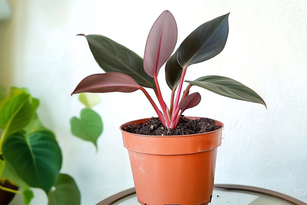 A young Philodendron Black Cardinal has been repotted and placed on a table in the living room of a home.