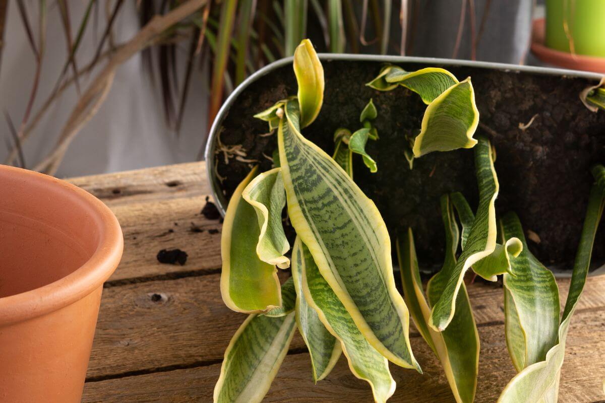 A potted snake plant has fallen over on a wooden surface, spilling soil.