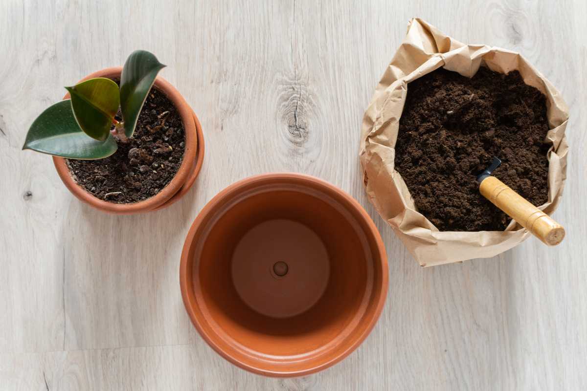 A small potted plant with green leaves sits on a light wood surface next to an empty terracotta pot. To the right, there's a bag of soil mixed with compost in containers, with a small gardening trowel placed in it.