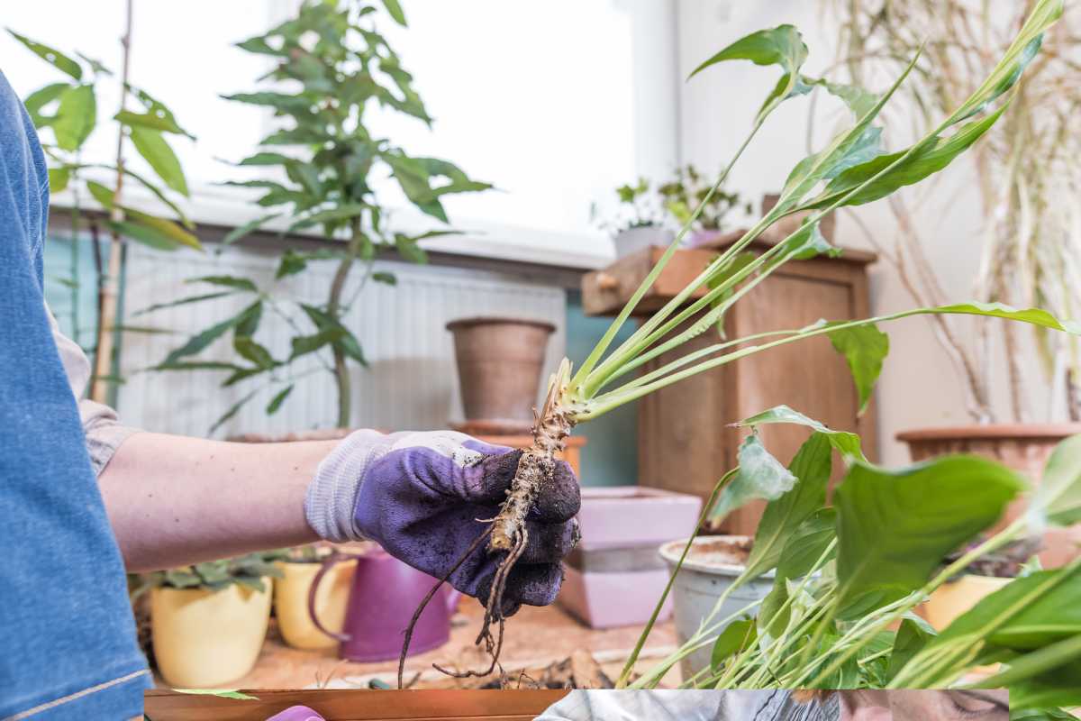 A person wearing purple garden gloves is holding the roots of a small peace lily plant. 