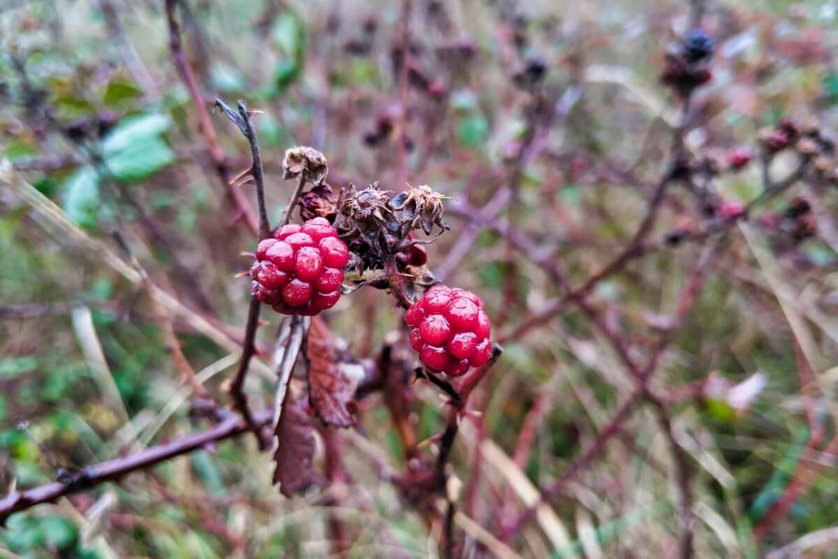 Two ripe salmonberries, one of the edible berry bushes, with thorny branches.