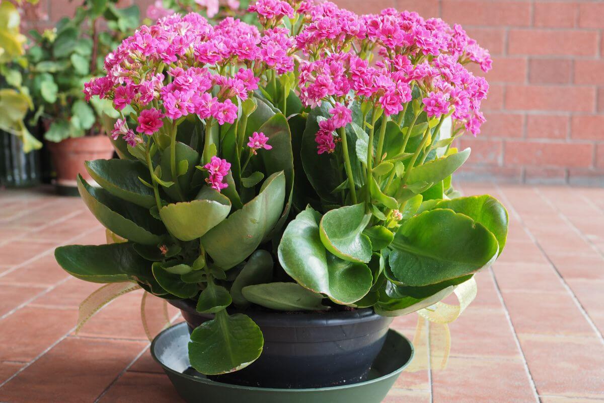 A potted flowering kalanchoe with clusters of vibrant pink blooms and large green leaves is set against a brick wall background.