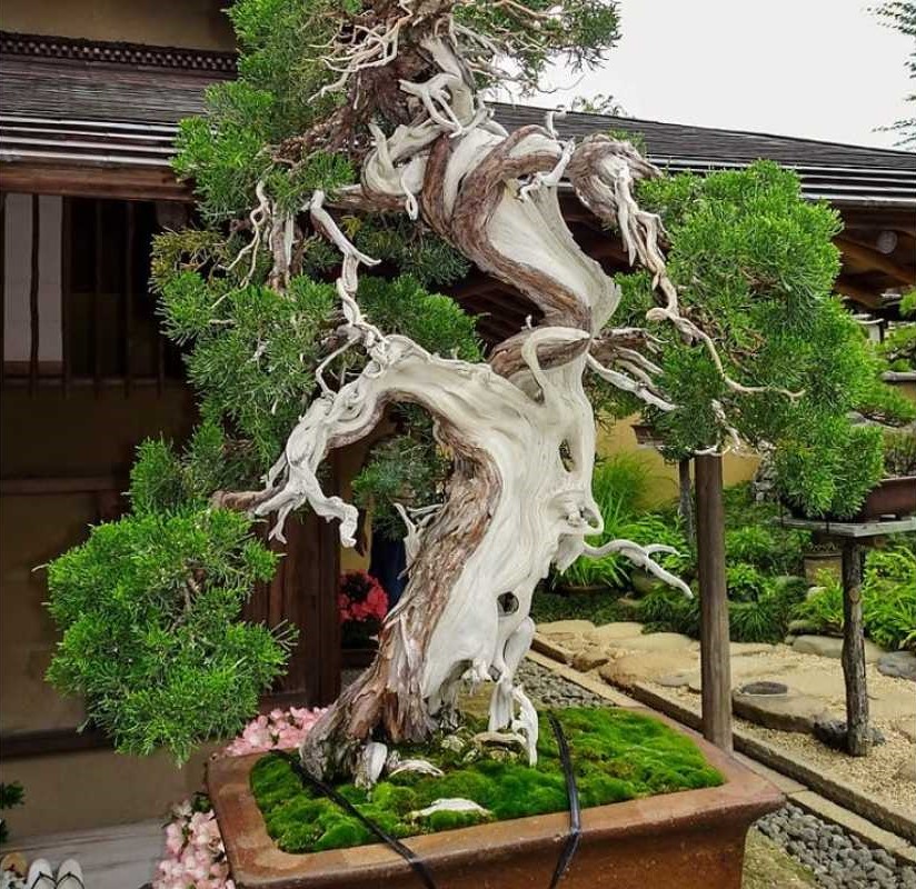 Shimpaku Juniper with a twisted, gnarled trunk, featuring sections of exposed white wood and lush green foliage. 