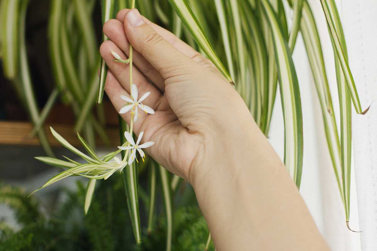 A hand gently holding a small, white star-shaped bloom amidst the spider plant flowers. 