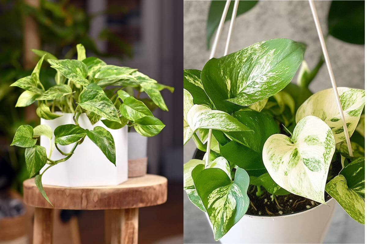 Side-by-side image of two pothos plants in white pots. The plant on the left, a marble queen, has variegated green and white leaves and sits on a wooden stool. The plant on the right, a snow queen, has similar variegated leaves and is hanging from a white hanger.