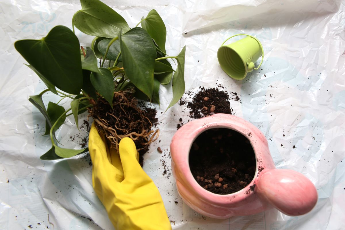 A gardener wearing yellow gloves prepares potting soil in a pink pot for planting an anthurium.