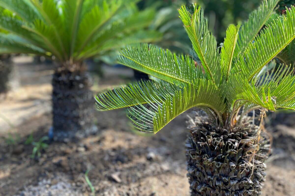 Close-up of a small pygmy date palm plant with a thick, woody trunk and a crown of long, green, feather-like leaves.